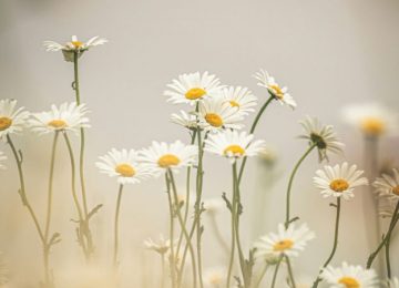 Zomerserie gedichten: Ego Flos