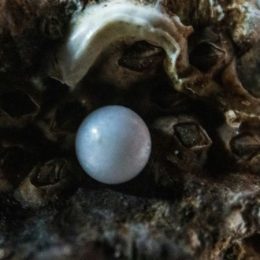 Als ik die parel zie, kan ik haar niet laten passeren