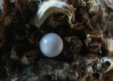 Als ik die parel zie, kan ik haar niet laten passeren