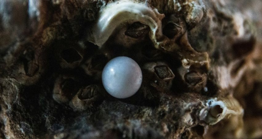 Als ik die parel zie, kan ik haar niet laten passeren