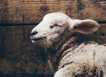 Hoe komt Gods heil tot ons?