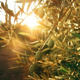 Ontmoediging en hoop over Palestina 1