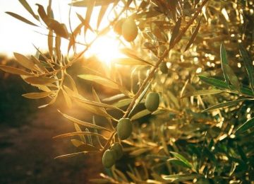 Ontmoediging en hoop over Palestina 1