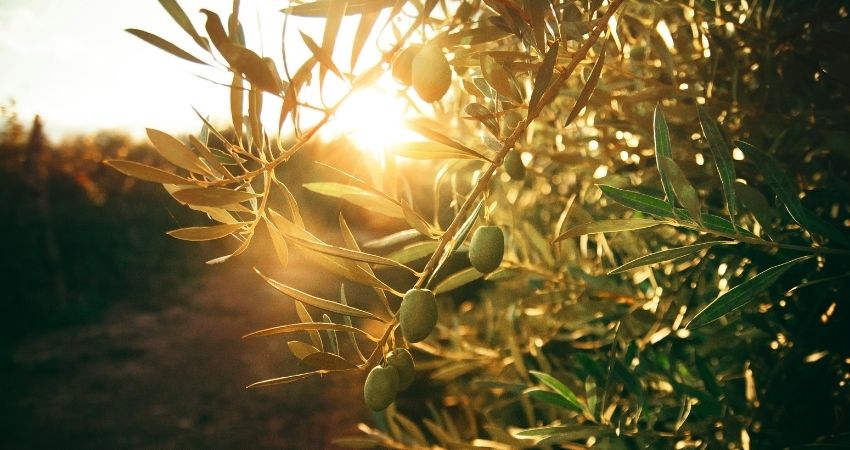 Ontmoediging en hoop over Palestina 1