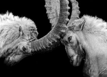 Het recht van de sterkste