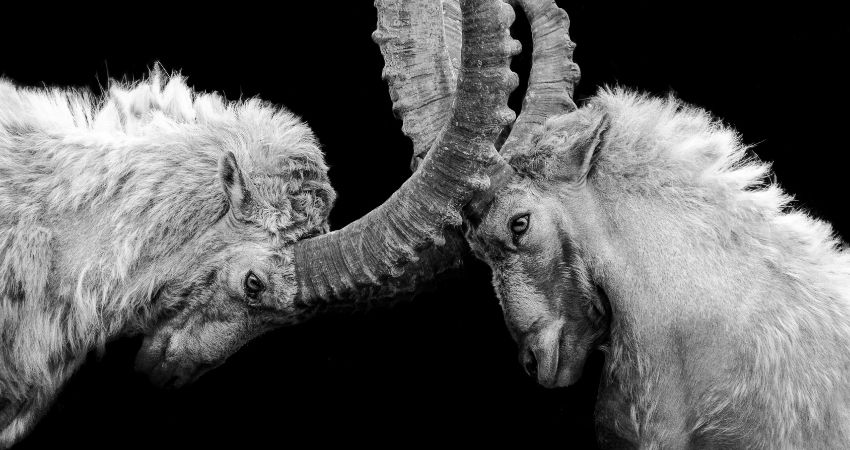 Het recht van de sterkste