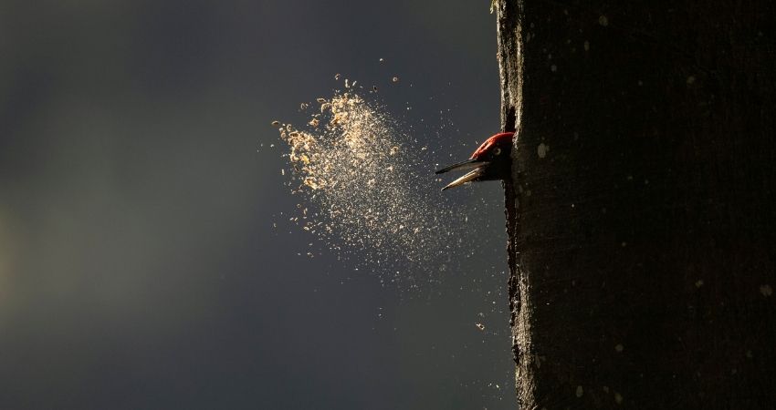 Le chant des forêts: Hoe voelt het om diep in het bos te zijn? 1