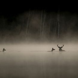 Le chant des forêts: Hoe voelt het om diep in het bos te zijn? 2