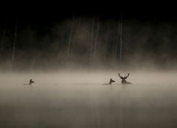 Le chant des forêts: Hoe voelt het om diep in het bos te zijn? 2
