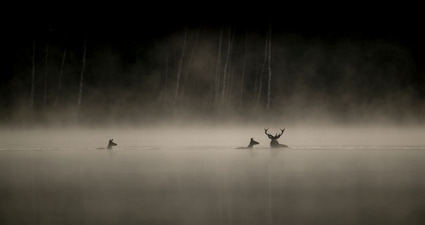 Le chant des forêts: Hoe voelt het om diep in het bos te zijn? 2