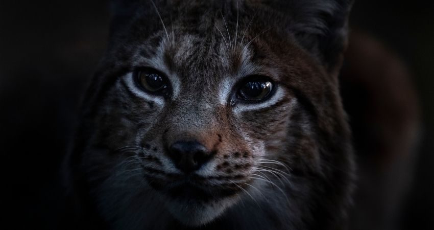 Le chant des forêts: Hoe voelt het om diep in het bos te zijn? 4
