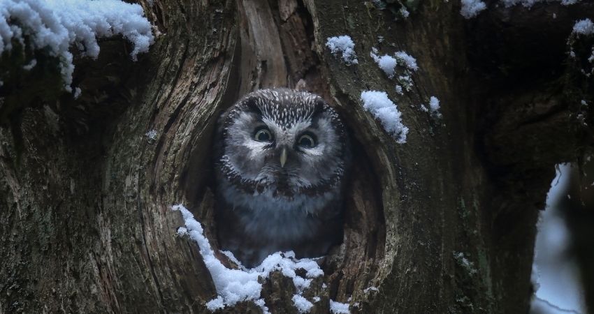Le chant des forêts: Hoe voelt het om diep in het bos te zijn? 5