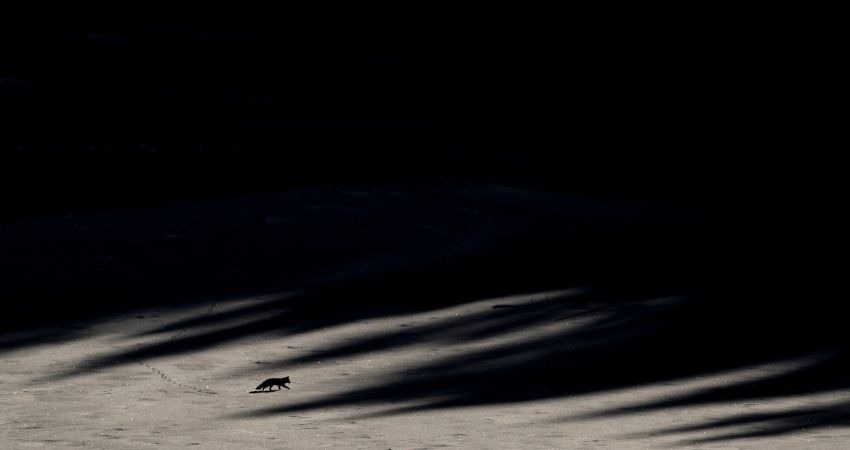 Le chant des forêts: Hoe voelt het om diep in het bos te zijn? 6